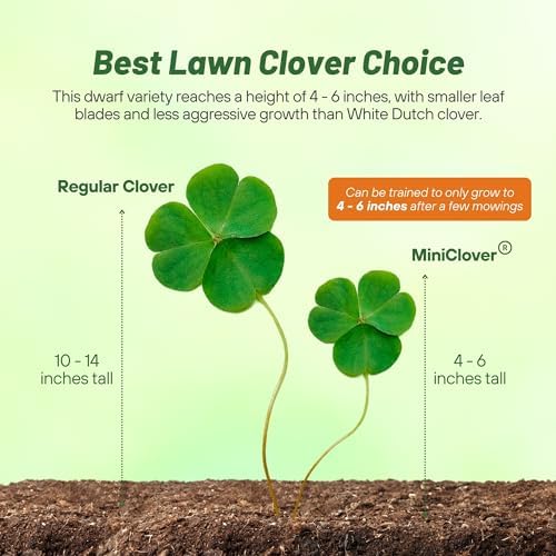 Outsidepride Perennial White MiniClover Seed - 5 lb. Dwarf, Small-Leaved, Drought & Wear-Tolerant Micro Clover Seeds for Lawn, Ideal Low-Maintenance & Easy to Grow Ground Cover Seeds for Home Yard - Image 4