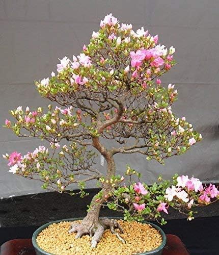 10 Japanese Cherry Blossom Bonsai Seeds - Flowering Sakura Bonsai Seeds by CZGrain
