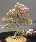 10 Japanese Cherry Blossom Bonsai Seeds - Flowering Sakura Bonsai Seeds by CZGrain