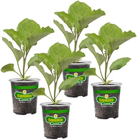 Bonnie Plants Black Beauty Eggplant - 4 Pack Live Plants, 3 - 4 Ft. Tall Plants, Classic Tear Drop Shape Eggplant, Easy To Grow by BonniePlants