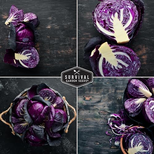 Red Acre Cabbage Seeds for Planting – Survival Garden Seeds (2 Packs) - Image 5