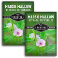 Marsh Mallow Seeds for Planting - Survival Garden Seeds (2 Pack) by SurvivalGardenSeeds