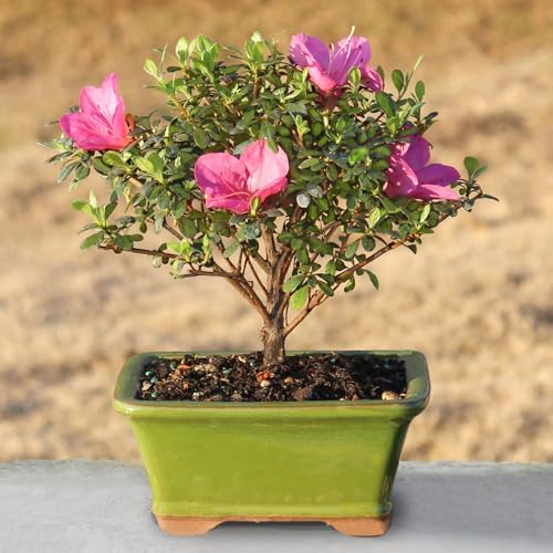 Brussel's Bonsai - Small Satsuki Azalea Live Bonsai Tree, Potted Outdoor Plant - Image 5