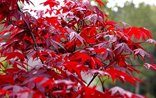 Japanese Red Maple Live Plant – 1-2 Ft Tall Tree in 3 Inch Pot – Outdoor Ornamental Dwarf Red Maple for Landscaping, Patio, Garden or Bonsai Starter – Hardy Deciduous Shade Tree - Image 7