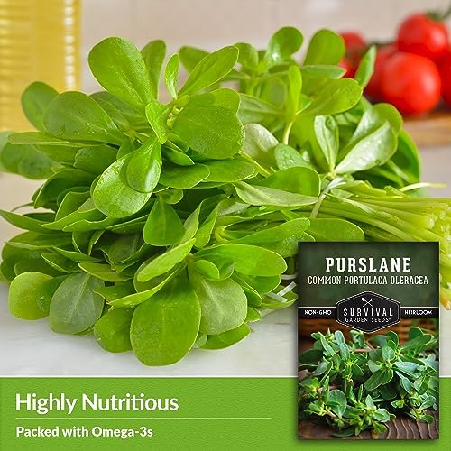 Purslane Seeds for Planting, Verdolagas - 5 Packs - Image 5