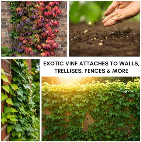 Boston Ivy Vine Seeds – 50 Easy-to-Grow Seeds for Lush Garden Coverage and Privacy - Decorative Climbing Vines for Gardens, Fences, Pergolas, and Walls - Image 4
