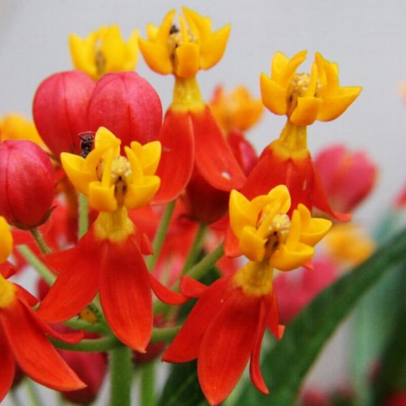 2 Milkweed Live Plants, 5-9 Inch Tall, Asclepias Tuberosa - Image 4