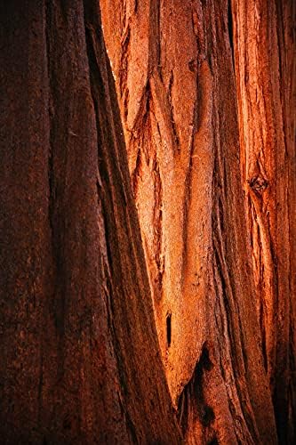Giant Sequoia | Small Tree Seedling | The Jonsteen Company - Image 7