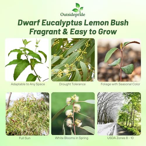 Outsidepride Lemon Bush Eucalyptus Seeds - 50 Pcs. Perennial, Easy to Grow & Drought Tolerant, Flower Seeds for Planting Fragrant, Vibrant Blooms for Landscaping & Pollinator Gardens - Image 2