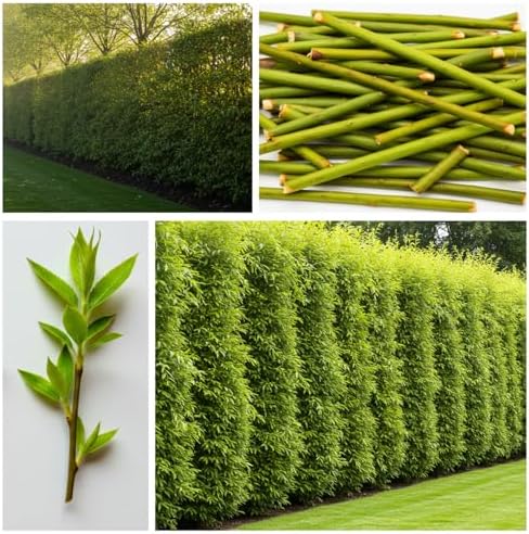 (One) Fastest Growing Tree in The World - Ready to Plant - One Live Aussie Hybrid Willow Tree Rooted Cut - Great for Fast Shade - 10 feet in First Year - Austree Hybrid Willow Privacy Tree - Image 2