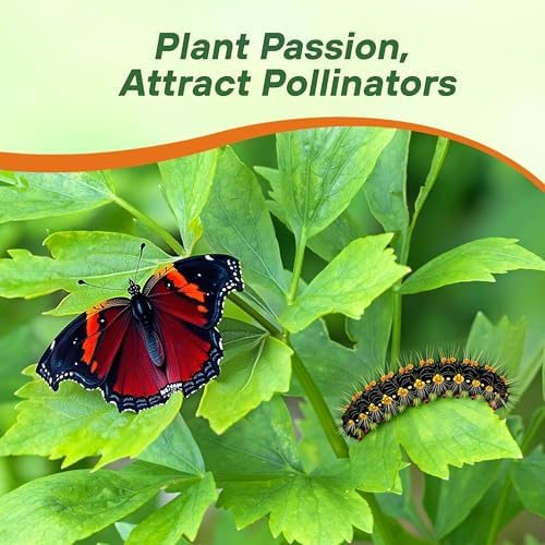 Outsidepride Lovage Vegetable Seeds - 1000 Pcs. Perennial, Easy to Grow & Drought-Tolerant, Herb Seeds for Planting Edible & Vibrant Yellow-Green Blooms, Great for Xeriscaping & Pollinator Gardens - Image 5