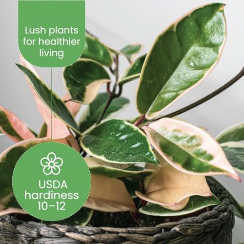 American Plant Exchange Live Hoya 'Krimson Queen' Carnosa Plant, 4-Inch Pot - Image 3