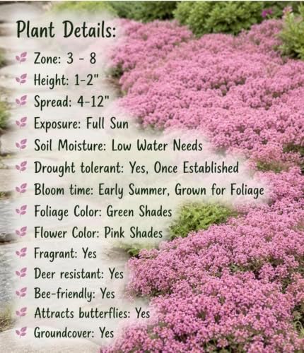 Live Perennial Red/Pink Creeping Thyme Seedlings: Ready-to-Plant, Starters, Plugs, Garden Ready, Live Plants, Transplants, 6 Plants - Image 5