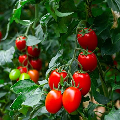 Organic Tomato Seeds (Roma) - Approx 75 Seeds - USDA Organic, Non-GMO, Open Pollinated, Heirloom, USA Origin - Image 4
