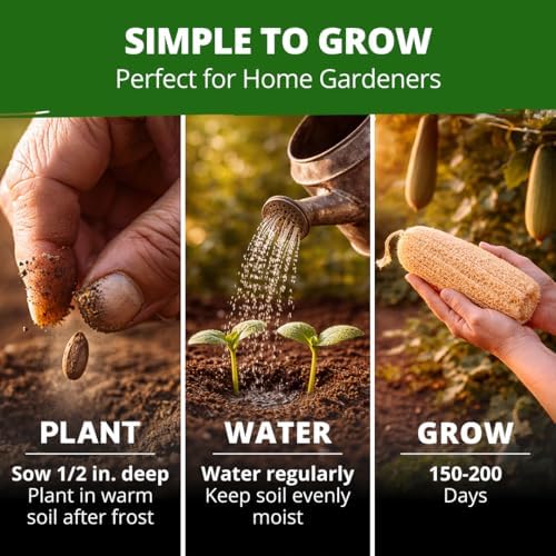 HOME GROWN Luffa Loofah Gourd Seeds, 40 Seeds, Luffa aegyptiaca - Image 3