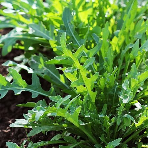 Organic Arugula Seeds (Slow Bolt) - Approx 400 Seeds - USDA Organic, Non-GMO, Open Pollinated, Heirloom, USA Origin (Pack of 2) - Image 5