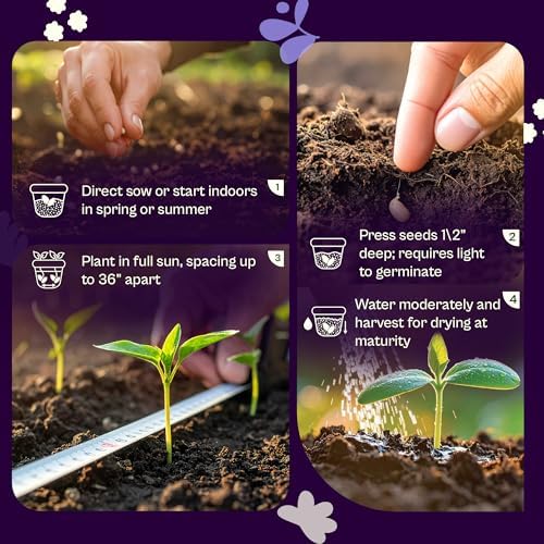 SVI 2250 Absinthe Wormwood Seeds (Artemisia Absinthium) – Wormwood Seed Pack, Worm Wood Tea, Herb Seed Packets – Non GMO Heirloom Culinary & Medicinal Herb Seeds for Indoor Garden & Outdoor Garden, - Image 5