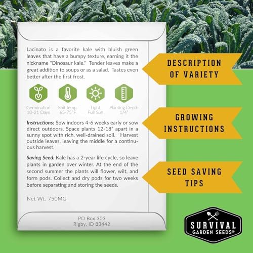 Lacinato Kale Seeds for Planting, Dinosaur Tuscan Variety - 3 Packs - Image 2