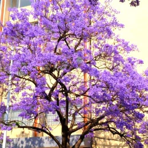 Purple Blue Jacaranda Tree Plant Live, 4-7 Inch Tall, 4 Inch Pot - Image 4