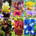 150 Iris Seeds for Planting Outdoor, Non-GMO Heirloom Mixed Bearded Varieties, Perennial, Vibrant Fragrant Blooms, Deer & Drought Tolerant, for Garden Beds, Rock Gardens and Patio Border by BuggyBeds