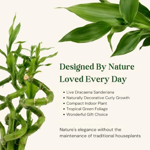 Lucky Bamboo Live Plant, Curly Bamboo Houseplant, Dracaena Sanderiana - Image 2