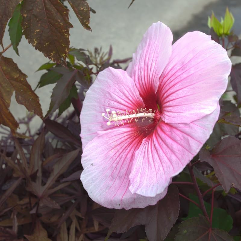 3 Pink Hardy Hibiscus Plants Live, Flowering Shrub, 4-7 Inch Tall - Image 6