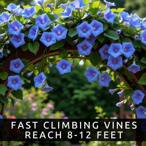 100 Blue Morning Glory Seeds | Climbing Flower Seeds for Planting - Image 4