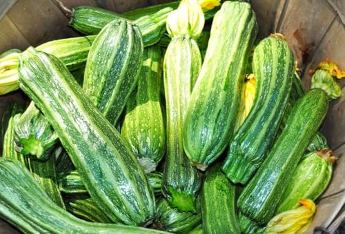 Costata Romanesco Zucchini Seeds - 20+ Count - for 2026 Planting Ribbed Italian Striped Roman Summer Squash Heirloom Courgette Garden Vegetable Grow Your Own Home Farm Patio Healthy - Image 3