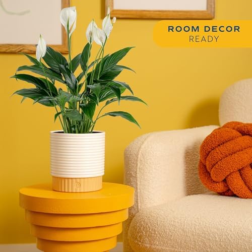 Costa Farms Peace Lily, Live Indoor Plant, Air Purifying, Flowers, 6-in Pot - Image 2