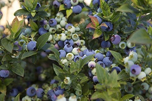 Bushel and Berry™ - Vaccinium x Jelly Bean (Blueberry) Edible-Shrub, , #2 - Size Container - Image 3