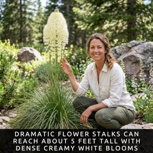 50 Bear Grass Seeds | Xerophyllum Tenax Native Perennial - Image 6