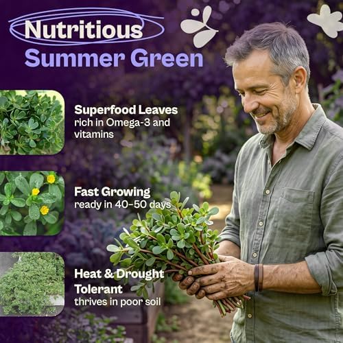 SVI 2500 Purslane Seeds (Portulaca oleracea) – Common Purslane, Verdolaga Seed Packets Bulk, Pigweed, Succulent Grow – Heat & Drought Tolerant Heirloom Herb Seeds, Indoor Herb Garden & Outdoor Garden - Image 3