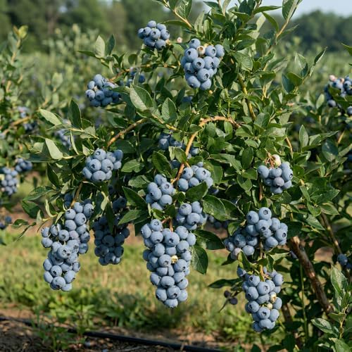 Austin Blueberry Live Plant, Hardy Fruit Bush, 1-2 Ft Tall, Gallon Pot - Image 3