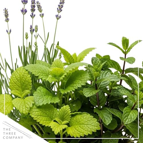 Herb Combo - Stress Reliever, Lemon Balm, Lavender & Mint, Aromatic Plant Collection in Deco Cover, 12" Tall by 6" Wide in 1.25 Qt Pot - Image 2