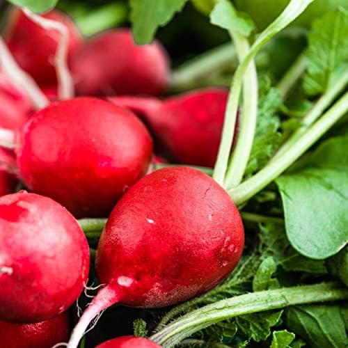 The Old Farmer's Almanac Organic Radish Seeds (Cherry Belle) - Approx 400 Seeds - Certified Organic, Non-GMO, Open Pollinated, Heirloom, USA Origin - Image 6