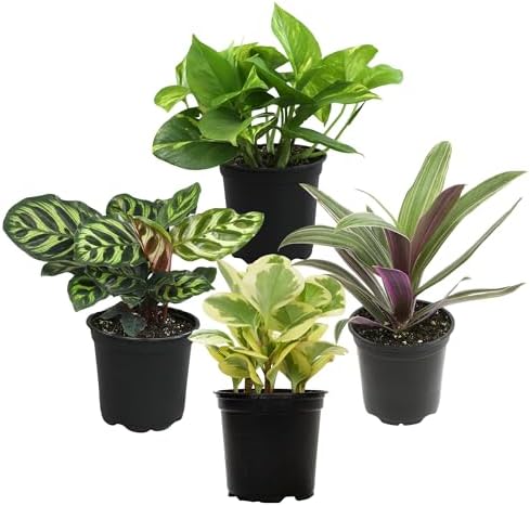 Essential Houseplant Collection (4PK) Live Plants Indoor Plants Live Houseplants in Plant Pots, Easy House Plants Indoors Live, Snake Plant, Pothos in Potting Soil, Clean Air Plants by Plants for Pets by PlantsforPets