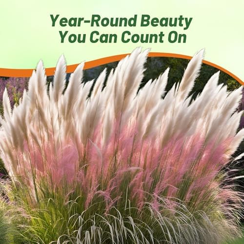 Outsidepride Mix Pampas Grass Seeds – 1,000 Pcs. Perennial, Drought-Tolerant Ornamental Grass for Large Garden Borders, Privacy Landscaping, Xeriscaping, and Low-Maintenance Outdoor Spaces - Image 6
