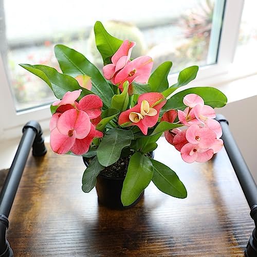 Euphorbia Crown of Thorns Plant Decor, Perennial Plants Ready to Plant, Cactus Plants Live Houseplants, Outdoor Plants Live House Plants Live Plants Indoor Plants Live Houseplants by Plants for Pets - Image 6