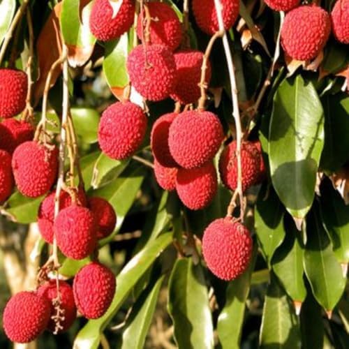 Lychee Tree Live Plant, Tropical Fruit Litchi Seedling, in 4" Pot - Image 3