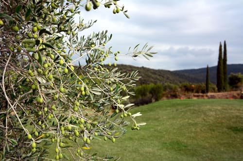 Live Arbequina Olive Tree 1 Gallon Pot Dwarf Fruit Tree for Indoor Outdoor Growing Cold Hardy Self Fertile Container Friendly Zones 7 to 11 - Image 7