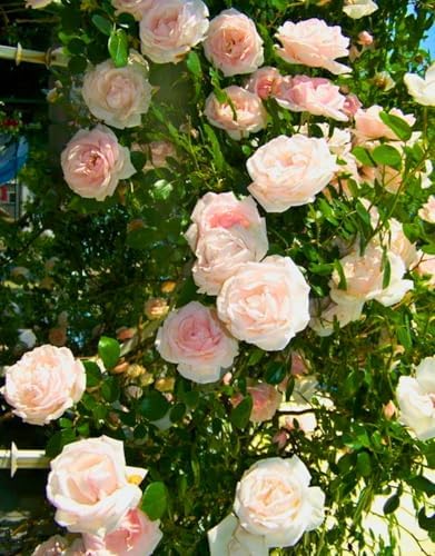 Pink New Dawn Rose Live Plant, Fragrant Flower, 5-10 Inch Tall by PlantsSeedsBulbs