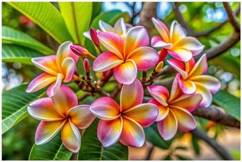 Awesome Aquatic Rainbow Plumeria Seeds, 10 Count, Tropical Frangipani by Unknown
