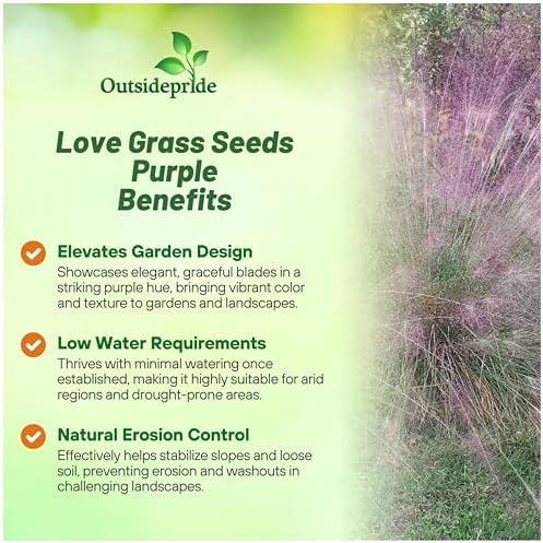 Outsidepride 1000 Seeds Perennial Eragrostis Spectabilis Ornamental Love Grass Seed for Planting - Image 3