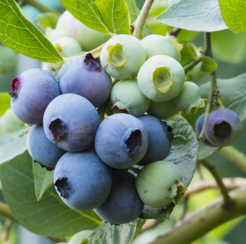 Legacy Blueberry Bush Live Plant Vibrant Blue Berries Blueberry Plant Live for Planting, 5-10 Inc Tall 4 Inc Pot - Image 5