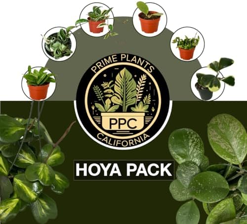 Hoya Plants 8 Live Houseplants in 4" Pots - Variety Assortment 8 Pack Hoya Plants - Pet Friendly Plants - Air Purifying Plants - CA Seller (Pack of 8 Hoya Plants) - Image 2