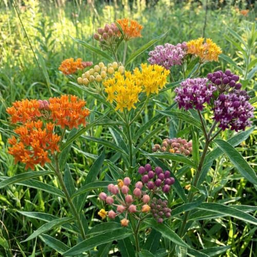 2 Mixed Milkweed Asclepias Live Plants, Flowering Plant, 4-7 Inch Tall - Image 5