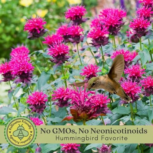 Clovers Garden Bee Balm Balmy Rose (Monarda) Plants – Two (2) Live Plants – Non-GMO - Not Seeds - Each 4" to 8" Tall – in 4" Inch Pots – Hardy Flowering Perennial, Pollinator Favorite - Image 3