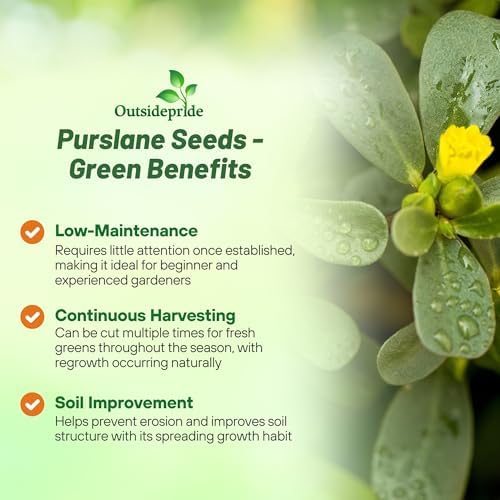 Outsidepride Green Purslane Seeds for Planting - 5,000 Pcs Annual, Easy to Grow, Vitamin-Rich & Drought Tolerant Succulent Seeds for Culinary, Xeriscaping, Containers & Hanging Baskets (Pack of 2) - Image 3