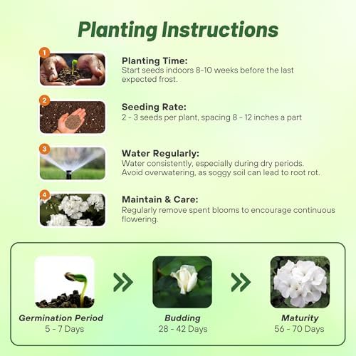 Outsidepride White Geranium Seeds for Planting - 25 Pcs Annual, Heat & Drought Tolerant Flower Seeds with Green Foliage & White Blooms for Pots, Borders & Lush Summer Garden Displays - Image 4