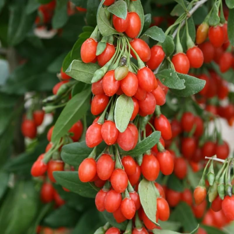 2 Goji Berry Live Plants, 4-10 Inch Tall - Image 5
